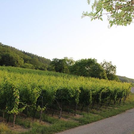 Superbe logement de 80m2 à L'orée des vignes Wangen Exterior foto